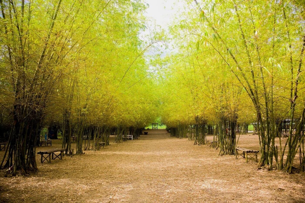Bamboo Forest